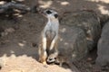 Meerkat (Suricata suricatta) Royalty Free Stock Photo