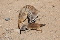 Meerkat (Suricata suricatta) Royalty Free Stock Photo