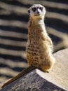 Meerkat Suricata suricatta, also known as the suricate Royalty Free Stock Photo