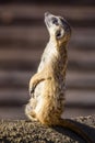 Meerkat Suricata suricatta, also known as the suricate Royalty Free Stock Photo