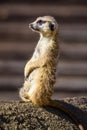 Meerkat Suricata suricatta, also known as the suricate Royalty Free Stock Photo