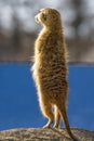 Meerkat Suricata suricatta, also known as the suricate Royalty Free Stock Photo