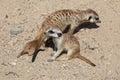 Meerkat (Suricata suricatta) Royalty Free Stock Photo