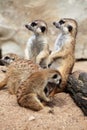 Meerkat (Suricata suricatta), also known as the suricate. Royalty Free Stock Photo