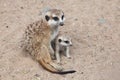 Meerkat (Suricata suricatta), also known as the suricate. Royalty Free Stock Photo