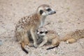 Meerkat (Suricata suricatta), also known as the suricate. Royalty Free Stock Photo