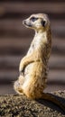 Meerkat Suricata suricatta, also known as the suricate Royalty Free Stock Photo