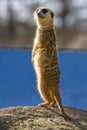 Meerkat Suricata suricatta, also known as the suricate Royalty Free Stock Photo