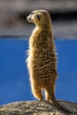 Meerkat Suricata suricatta, also known as the suricate Royalty Free Stock Photo