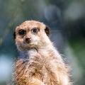 The meerkat Suricata suricatta, also known as Surikate or outdated Scharrtier Royalty Free Stock Photo