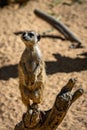 Meerkat Suricata suricatta in Barcelona Zoo