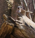 Meerkat Suricata suricatta at Chester Zoo, Cheshire.