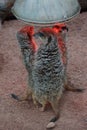 Meerkat - Suricata suricatta Royalty Free Stock Photo