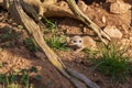 Meerkat - Suricata suricatta cub in its natural habitat Royalty Free Stock Photo