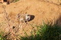 Meerkat - Suricata suricatta cub in its natural habitat Royalty Free Stock Photo