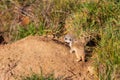 Meerkat - Suricata suricatta cub in its natural habitat Royalty Free Stock Photo