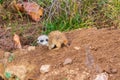 Meerkat - Suricata suricatta cub in its natural habitat Royalty Free Stock Photo