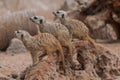 Meerkat ,Suricata suricatta, family sitting watchfull