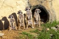 Meerkat, Suricata suricatta, a group of cubs basking in the morning sun Royalty Free Stock Photo