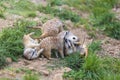 Meerkat - Suricata suricatta in a group in its natural habitat plays in Royalty Free Stock Photo