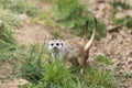 Meerkat - Suricata suricatta in a group in its natural habitat plays in Royalty Free Stock Photo