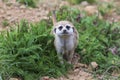 Meerkat - Suricata suricatta in a group in its natural habitat plays Royalty Free Stock Photo