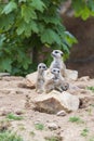 Meerkat - Suricata suricatta in a group in its natural habitat plays in a group Royalty Free Stock Photo