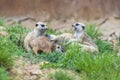 Meerkat - Suricata suricatta in a group in its natural habitat plays in a group Royalty Free Stock Photo