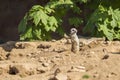 Meerkat - Suricata suricatta in a group in its natural habitat plays in a group Royalty Free Stock Photo