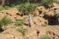 Meerkat - Suricata suricatta in a group in its natural habitat plays in a group Royalty Free Stock Photo