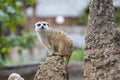 Meerkat - Suricata suricatta in a group in its natural habitat plays in a group Royalty Free Stock Photo