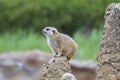 Meerkat - Suricata suricatta in a group in its natural habitat plays in a group Royalty Free Stock Photo