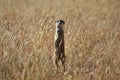 Meerkat suricata suricatta in the Kalahari