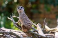 Meerkat Suricata suricatta keeping watch while stood on a tree with a natural defocused background Royalty Free Stock Photo