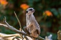 Meerkat Suricata suricatta keeping watch while stood on a tree with a natural defocused background Royalty Free Stock Photo