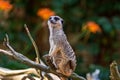 Meerkat Suricata suricatta keeping watch while stood on a tree with a natural defocused background