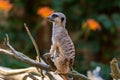 Meerkat Suricata suricatta keeping watch while stood on a tree with a natural defocused background Royalty Free Stock Photo