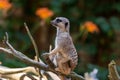 Meerkat Suricata suricatta keeping watch while stood on a tree with a natural defocused background Royalty Free Stock Photo