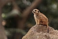 Meerkat , Suricata suricatta Royalty Free Stock Photo