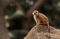 Meerkat , Suricata suricatta Royalty Free Stock Photo