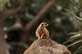 Meerkat , Suricata suricatta Royalty Free Stock Photo