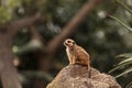 Meerkat , Suricata suricatta Royalty Free Stock Photo