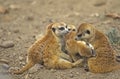 Meerkat, suricata suricatta, Mother and young Royalty Free Stock Photo