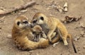 Meerkat, suricata suricatta, Mother and young Royalty Free Stock Photo