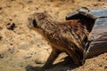 Meerkat Suricata suricatta is moving out from his hole