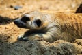 Meerkat Suricata suricatta is moving out from his hole