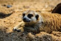 Meerkat Suricata suricatta is moving out from his hole