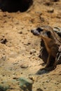 Meerkat Suricata suricatta is moving out from his hole