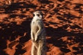 Meerkat suricata suricatta in the Namibian Desert.