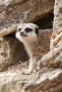 Meerkat